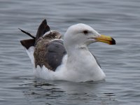 Gull2.jpg