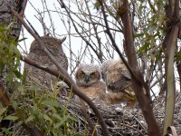 Owls2.jpg
