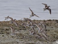 Flock.jpg