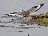 Willet4.jpg