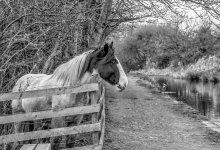 DSC_1303-Edit-Edit.jpg