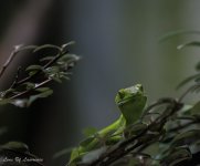 Gecko-.jpg