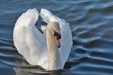 DSC_6036.jpg