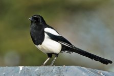 DSC_6094.jpg