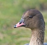 DSC_6021.jpg