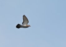DSC_6082.jpg