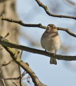 DSC_6062.jpg