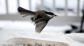 DSC_8271.jpg