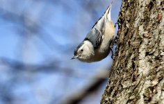 Female White breasted nuthatch.jpg