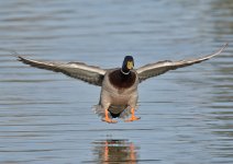 DSC_6078.jpg
