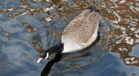 DSC_1366.jpg