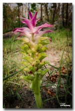 woodflower-ype-banbung.jpg