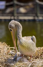 22 March - Pelicans.jpg