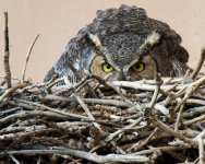 Vista Owls-4.jpg