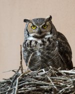 Vista Owls-6.jpg