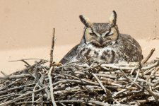 Vista Owls-2.jpg