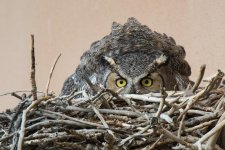 Vista Owls-5.jpg