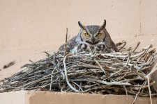 Vista Owls-7.jpg