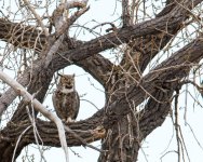 Vista Owls-9.jpg