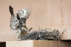 Vista Owls-8.jpg