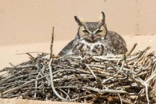 Vista Owls-3.jpg