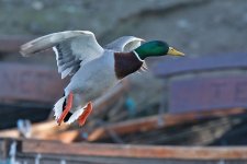 DSC_6148.jpg