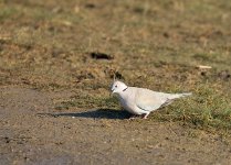 DSC_6216.jpg