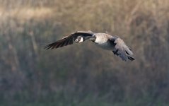 DSC_6131.jpg
