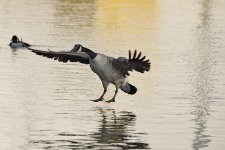 DSC_6133.jpg