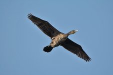 DSC_6202.jpg