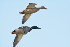 DSC_6182.jpg