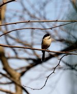 Black Capped Chickadee.jpg