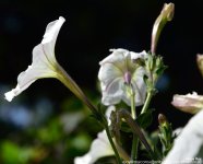FSC_6192.jpg