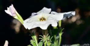 FSC_6436.jpg