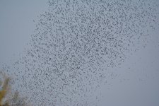 DSC_6255.jpg
