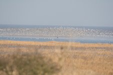 DSC_6263.jpg