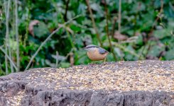 DSC_1481.jpg