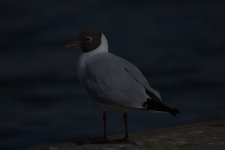 gull000.jpg