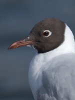 gull001.jpg