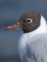gull003.jpg