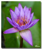 flower-puple.jpg