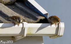 DSC_0869.jpg