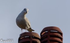 DSC_0871.jpg