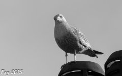 DSC_0872.jpg