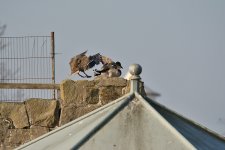 DSC_6193.jpg