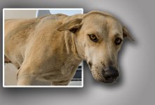 dog-ype-banbung.jpg