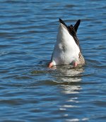 DSC_6433.jpg