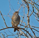 DSC_6411.jpg