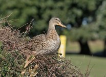 DSC_6423.jpg
