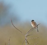 DSC_6401.jpg